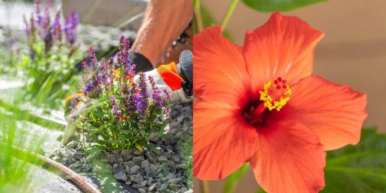 As espécies que prosperam sob o sol forte e exigem pouca sombra