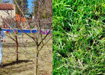 O guia para manter seu jardim livre de fungos e mofo em climas úmidos