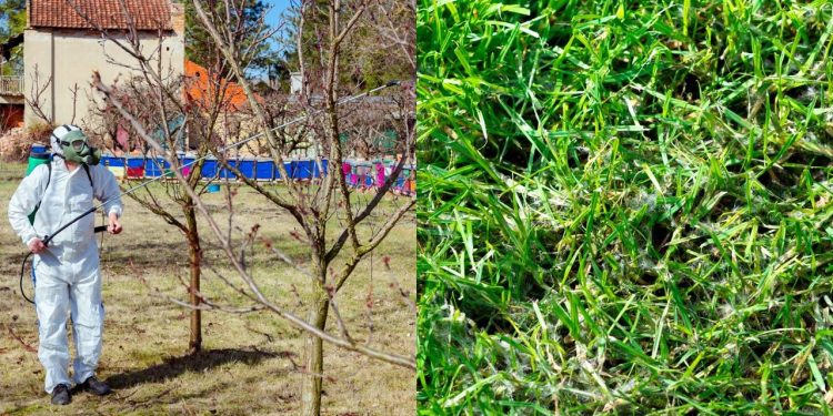 O guia para manter seu jardim livre de fungos e mofo em climas úmidos