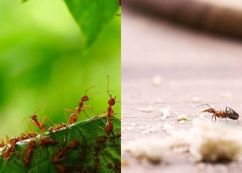 Como as formigas se comunicam para criar filas tão organizadas