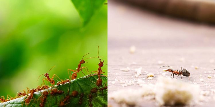 Como as formigas se comunicam para criar filas tão organizadas