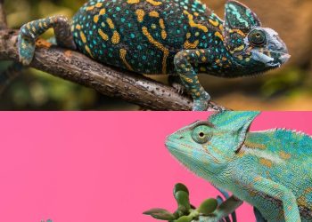 O que a mudança de cor do camaleão realmente indica (não é só camuflagem)