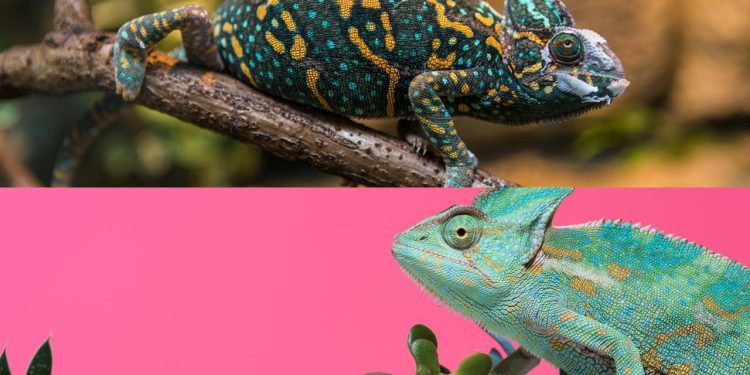 O que a mudança de cor do camaleão realmente indica (não é só camuflagem)