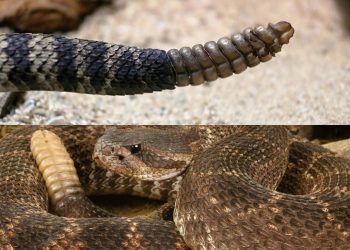 O que o chocalho da cascavel está realmente te dizendo antes do ataque