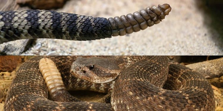 O que o chocalho da cascavel está realmente te dizendo antes do ataque