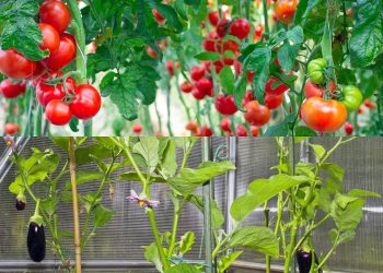 Como ter uma horta produtiva o ano inteiro plantando as espécies certas