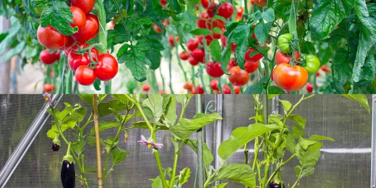 Como ter uma horta produtiva o ano inteiro plantando as espécies certas