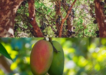 As árvores ideais para quem busca sombra e conforto térmico no jardim