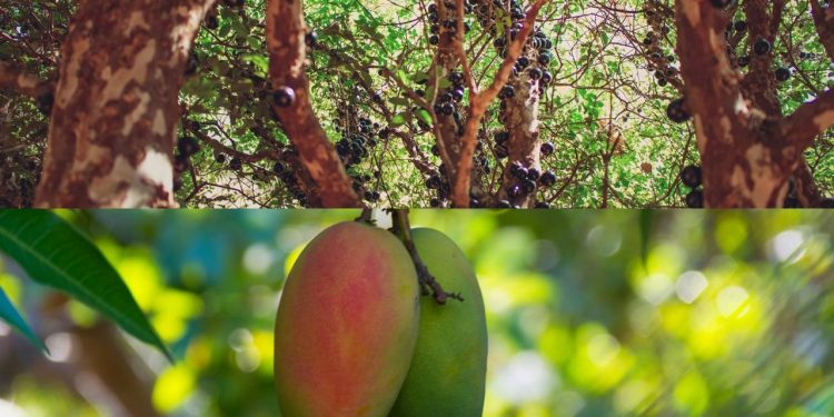 As árvores ideais para quem busca sombra e conforto térmico no jardim