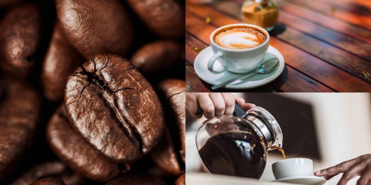 Como ter um pé de café em casa e produzir seus próprios grãos