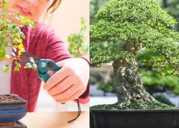 Como transformar uma pequena árvore em uma obra de arte com a técnica do bonsai