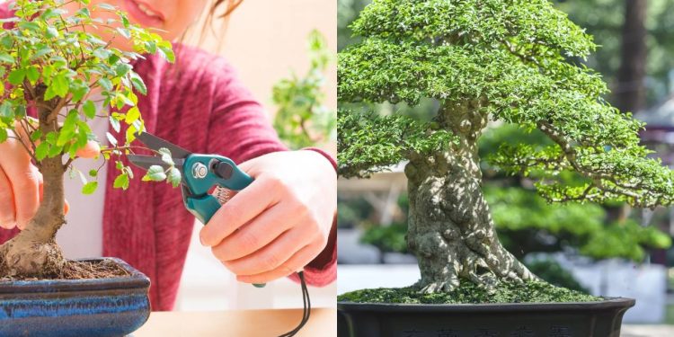 Como transformar uma pequena árvore em uma obra de arte com a técnica do bonsai