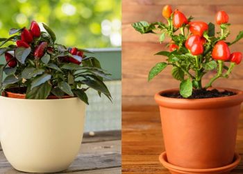 O guia para cultivar pimentas em casa da mais fraca à mais ardida