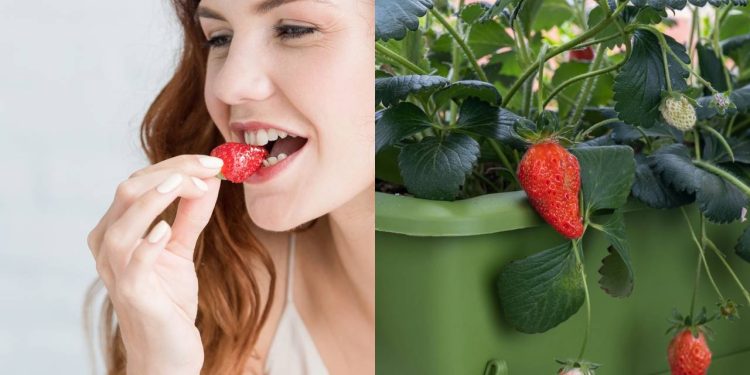 Como ter uma colheita de morangos suculentos no seu quintal ou vaso