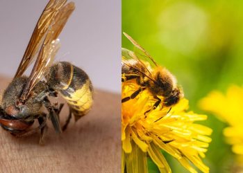 O que acontece com o corpo da abelha após a ferroada em humanos