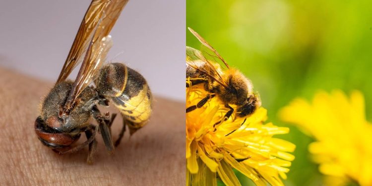 O que acontece com o corpo da abelha após a ferroada em humanos