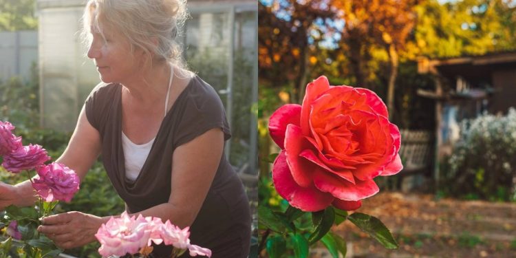 Como plantar rosas perfeitas com os cuidados certos para cada estação