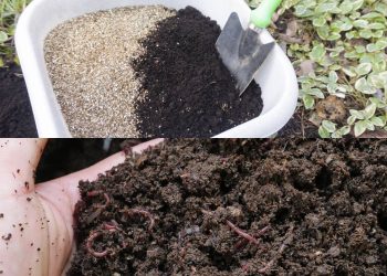 Como preparar a terra perfeita em casa para cada tipo de planta