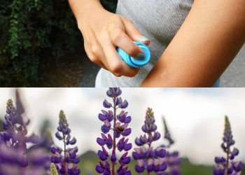 As plantas que funcionam como um repelente natural contra os insetos