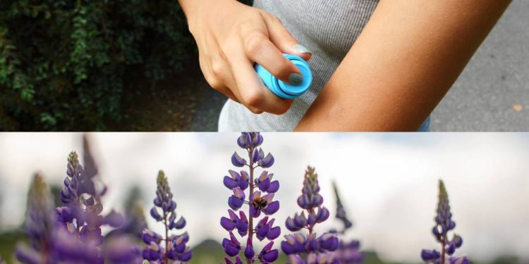 As plantas que funcionam como um repelente natural contra os insetos