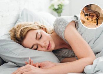 Se você teve um sonho com cobra na noite passada, o recado pode ser sério