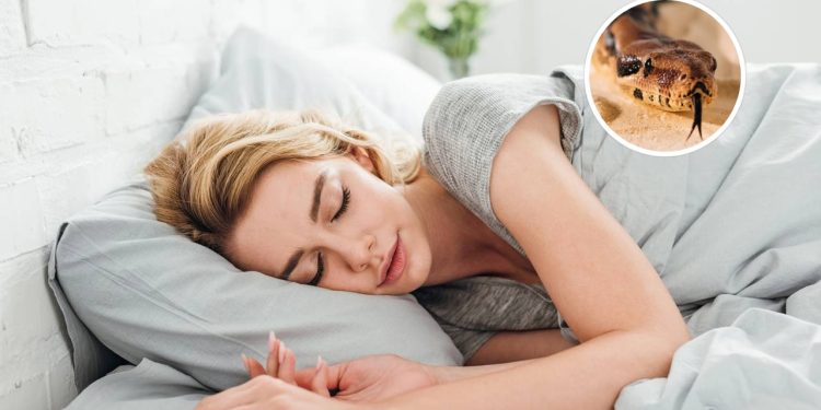 Se você teve um sonho com cobra na noite passada, o recado pode ser sério