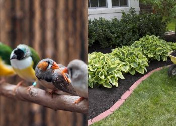 Como criar um jardim à prova de pássaros e salvar sua plantação