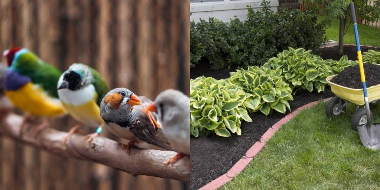 Como criar um jardim à prova de pássaros e salvar sua plantação