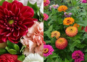 O guia para ter um jardim que te dá buquês frescos toda semana