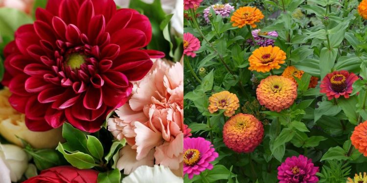 O guia para ter um jardim que te dá buquês frescos toda semana