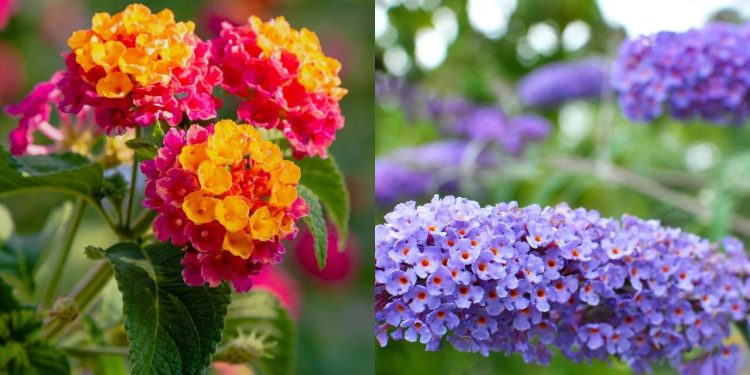 As melhores flores para um jardim vibrante e cheio de borboletas no verão