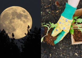 O guia lunar de dezembro para saber os dias certos de plantar e podar