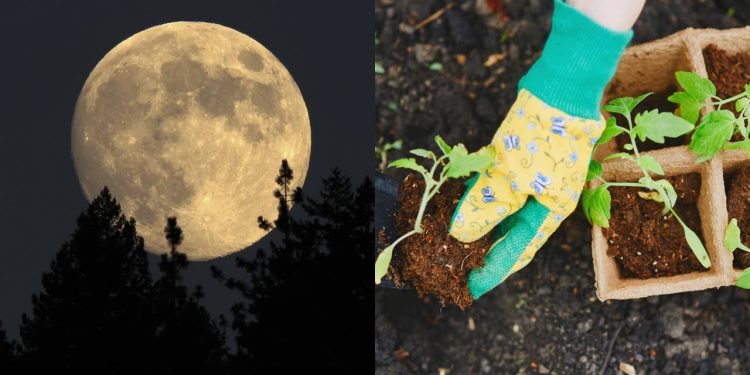 O guia lunar de dezembro para saber os dias certos de plantar e podar