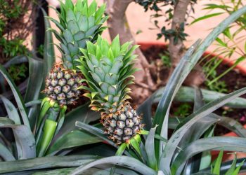 Abacaxi é uma das frutas mais fáceis de plantar em clima tropical