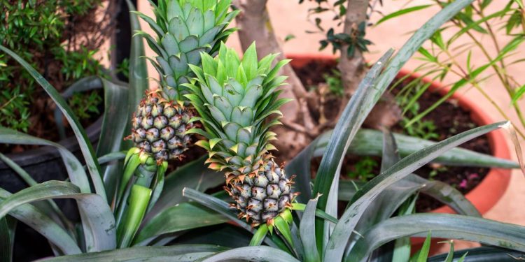 Abacaxi é uma das frutas mais fáceis de plantar em clima tropical