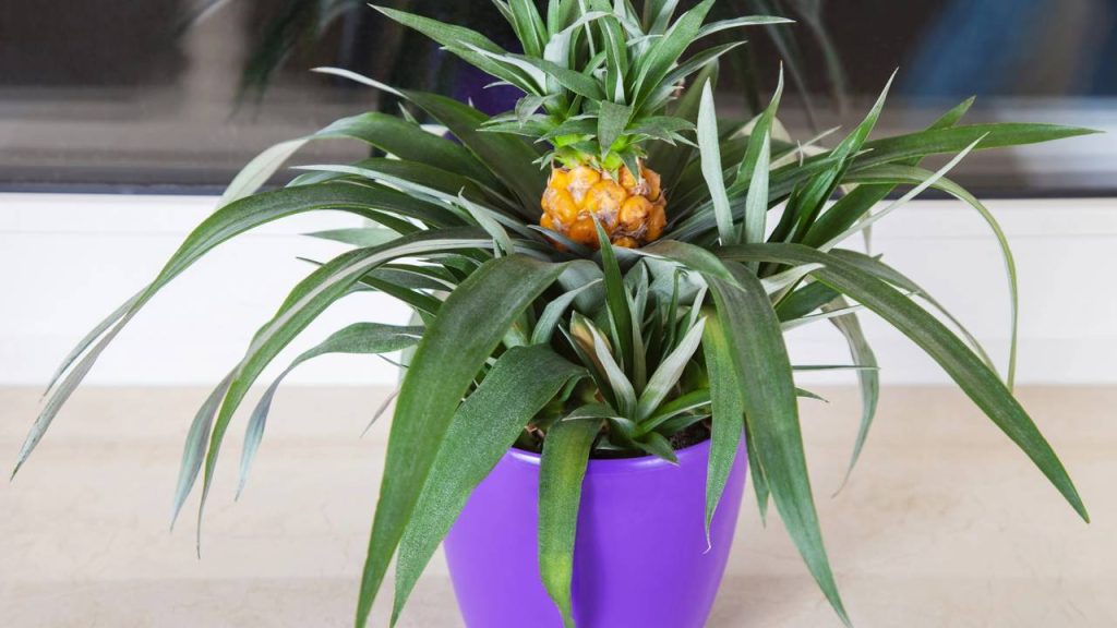 Abacaxi é uma das frutas mais fáceis de plantar em clima tropical