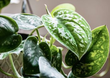 A planta perfeita para decorar a casa com facilidade e beleza