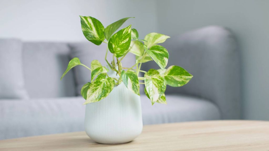 A planta perfeita para decorar a casa com facilidade e beleza