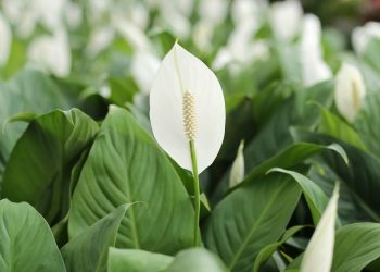 Seu lírio da paz murchou? Saiba como recuperá-lo de forma simples