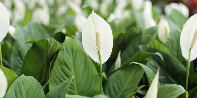 Seu lírio da paz murchou? Saiba como recuperá-lo de forma simples