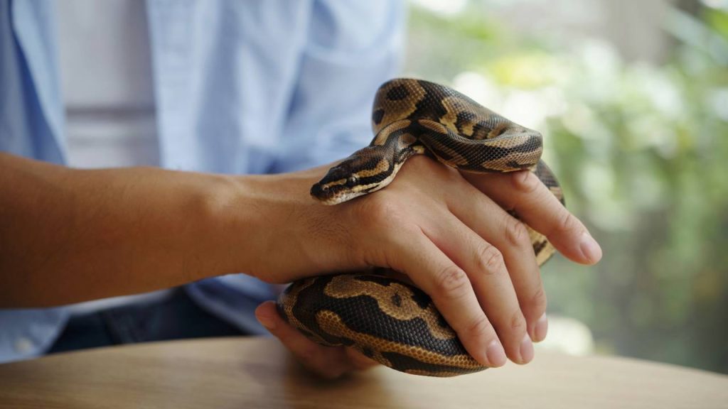 Se você teve um sonho com cobra na noite passada, o recado pode ser sério