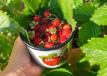 Plantar morangos em casa é fácil e rende frutas frescas o ano todo