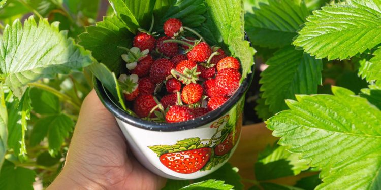 Plantar morangos em casa é fácil e rende frutas frescas o ano todo