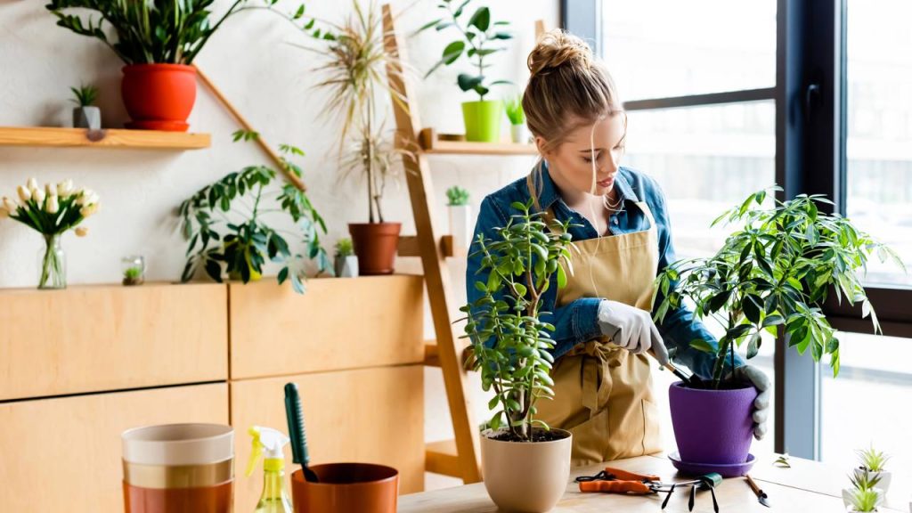 Como saber o momento certo para transplantar uma muda de vaso e garantir seu crescimento saudável