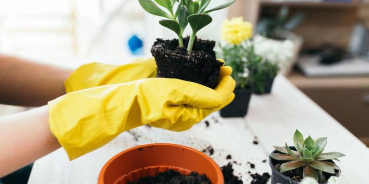 Como saber o momento certo para transplantar uma muda de vaso e garantir seu crescimento saudável