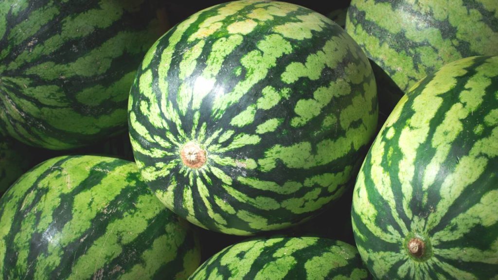 Aumente sua colheita de melancias com estas dicas práticas e cuidados essenciais