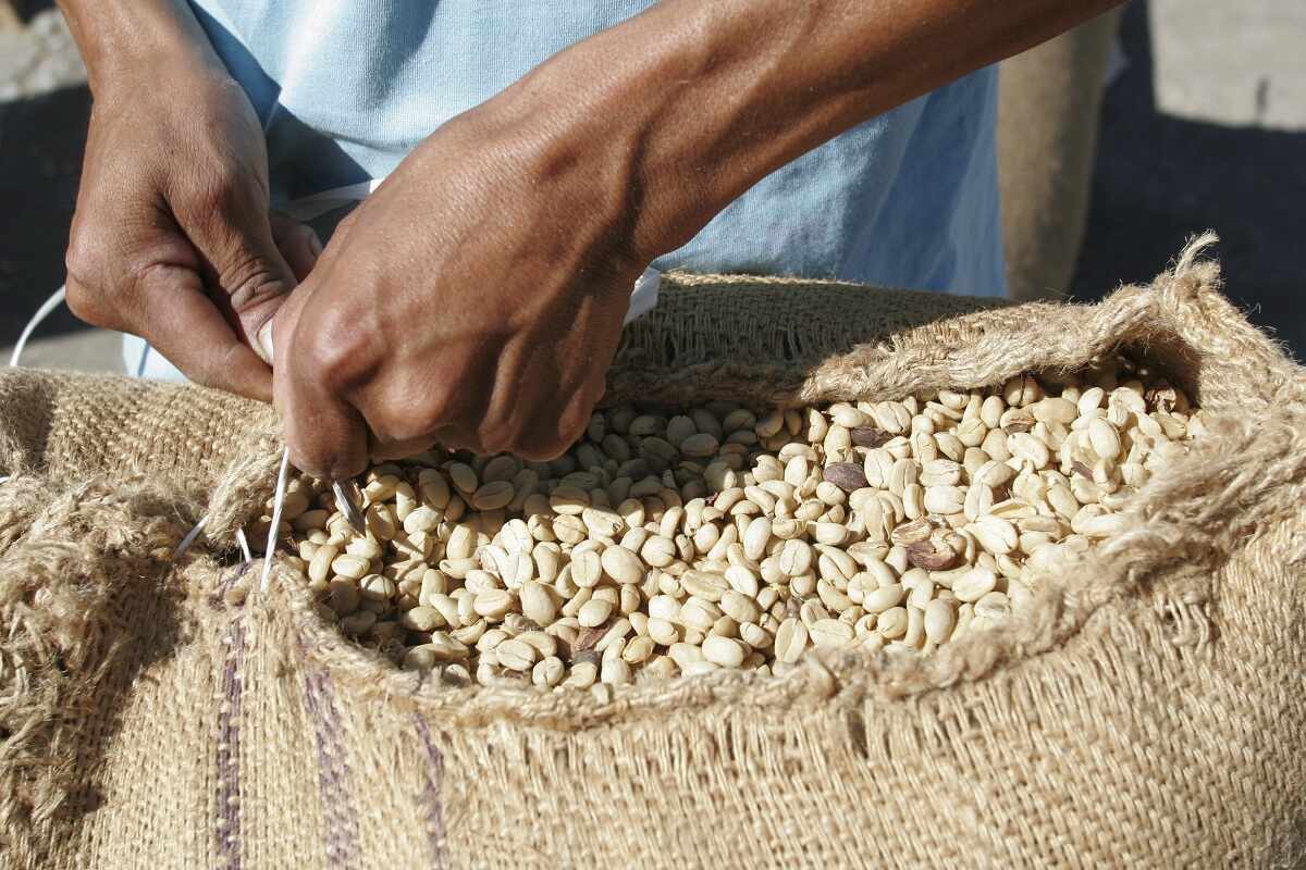 Saca de café arábica no Peru.