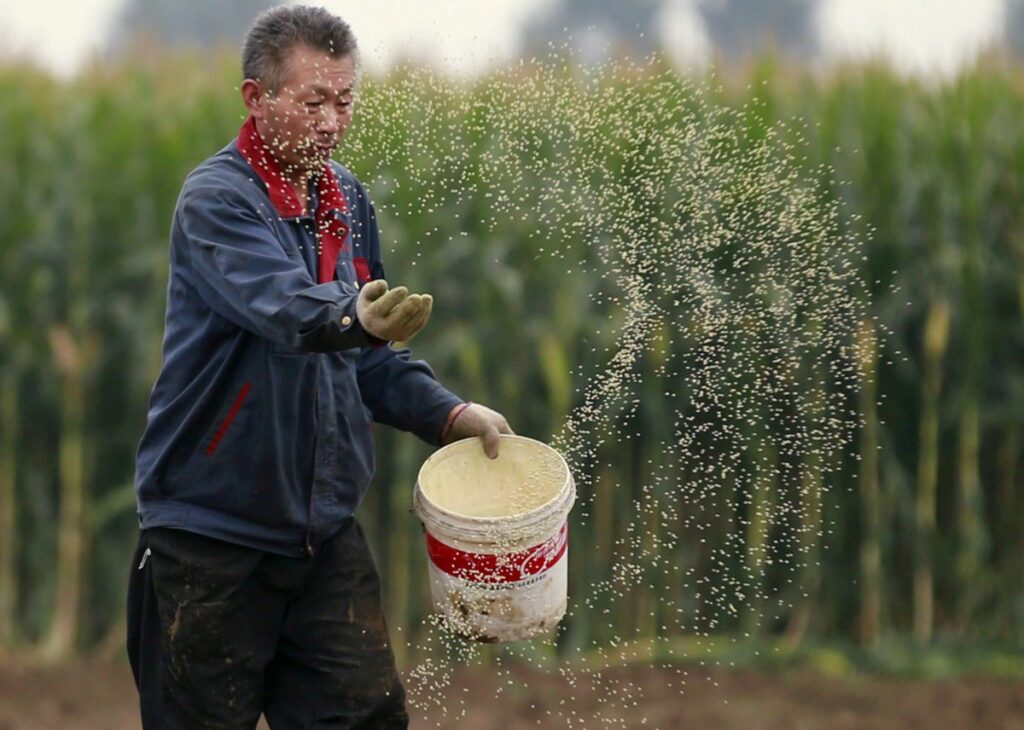 Agricultor chinês em Gaocheng