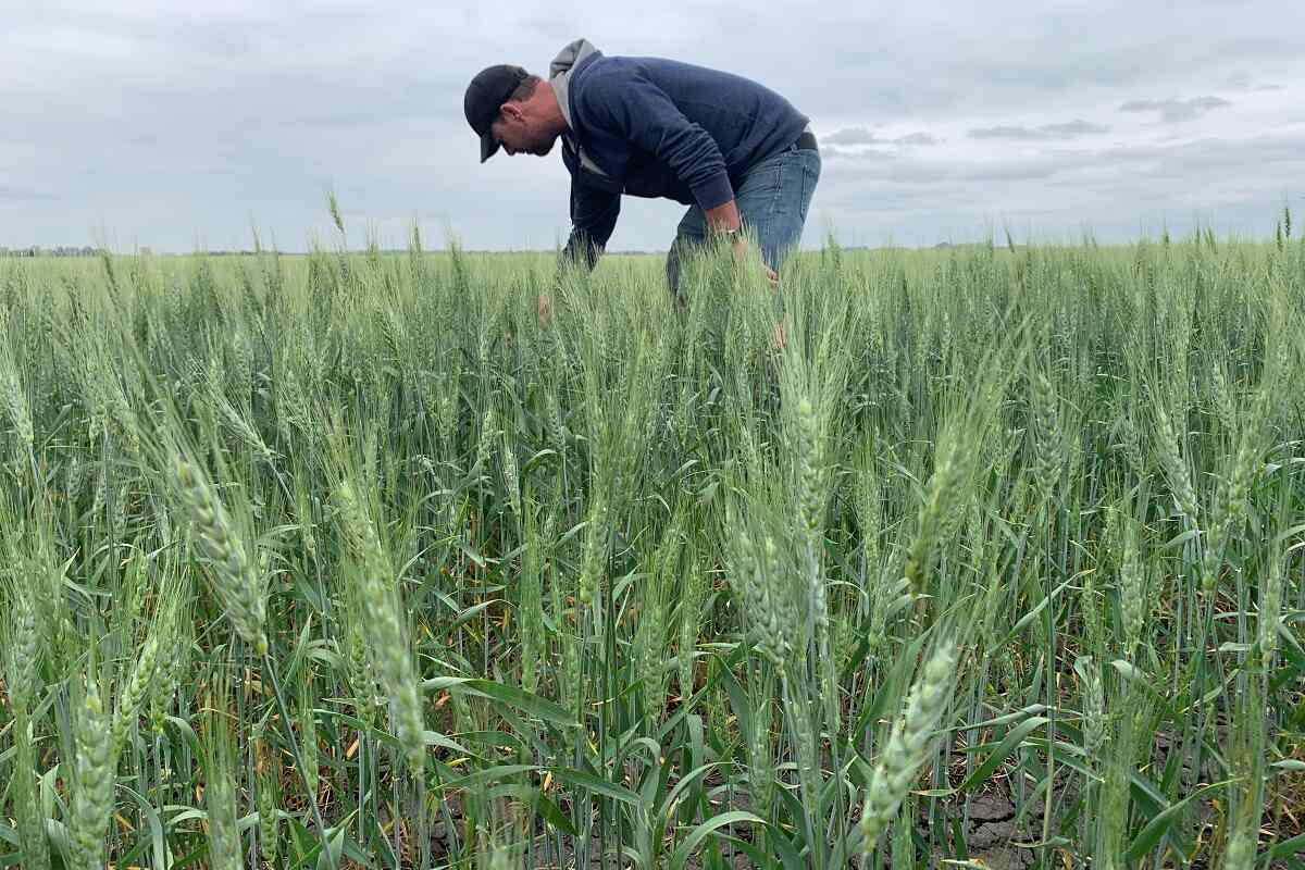 Toban Dyck inspeciona trigo perto de Winkler, Manitoba, no Canadá.