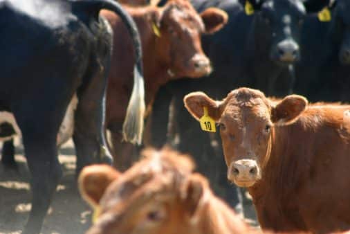 Ministério de Agricultura, Pecuária e Abastecimento de mãos atadas e negociações paradas.